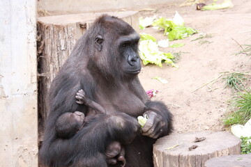 Gorilla