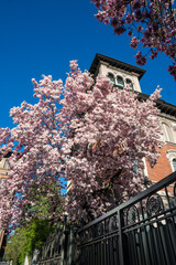 Milan, Italy - March 15, 2021: Magnolie trees with flowers blooming in the garden of Tommaseo Square, in the background the tower of a liberty villa
