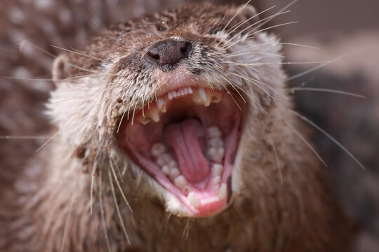 Otter