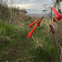 Flower similar to the copihue on the hill road
