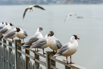 Obraz premium Black-headed gull surrounded by a flock stands on the metal fence of the river embankment on a cloudy day