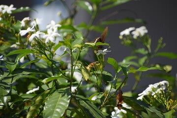 butterfly on a branch