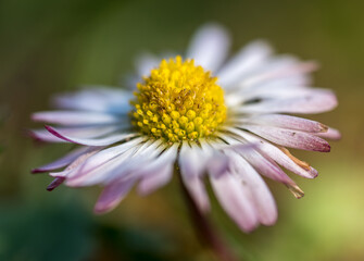 Gänseblümchen