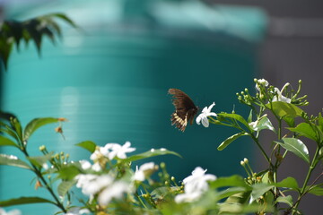 butterfly on a branch