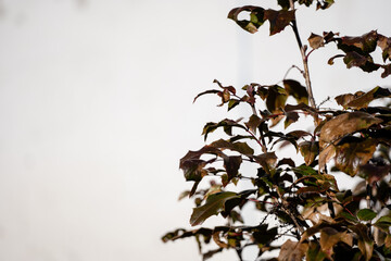 A close-up of a shrub that forms an interesting pattern