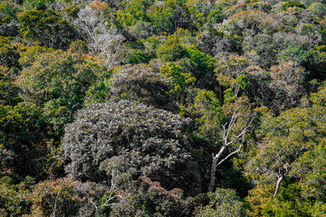 Árvores na floresta amazôniza