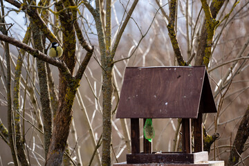 Bird feeder on the end of a tree in the spring where