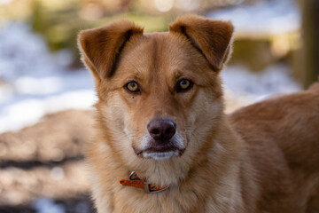 A brown dog with a collar looks directly at the top,