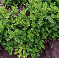 Mentha spicata