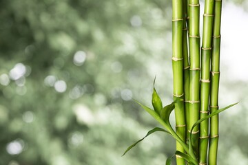 Fototapeta na wymiar Many bamboo stalks on bokeh background