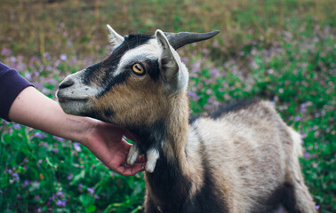 goat in hand