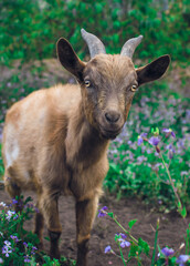 goat in the grass