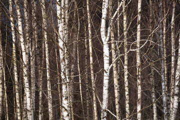 close-up of a Latvian birch grove showing white birch