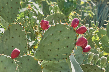 Crimean prickly pear cactus with dark red fruits.