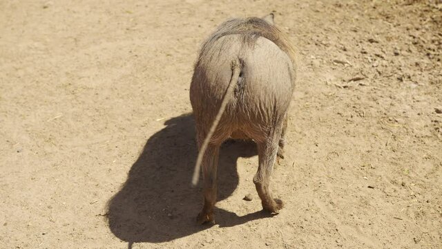 Common Adult Warthog, South Africa Warthog.