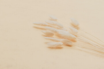 Brown bunny tail grass on beige background, copy space, dried lagurus grass