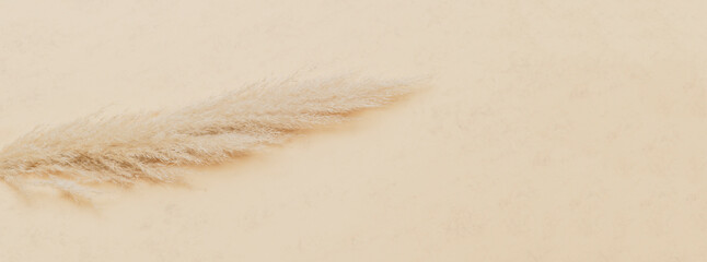 Dry pampas grass reed on beige color background. Zero waste, eco friendly concept. Vintage color filter