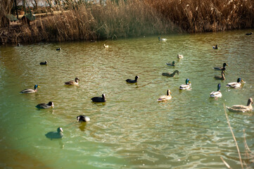 
ducks floating in the lake behind metal wires