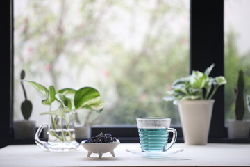 Butterfly Pea flower tea and devil ivy plants on wooden table