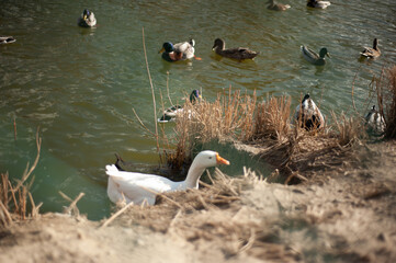 
ducks floating in the lake behind metal wires