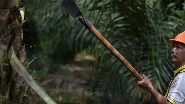 Senior traditional asian palm oil farmer pruning palm oil fronds and harvesting palm oil fruit with cutting tool