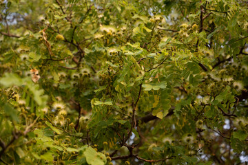 White Silk Tree, Albizia julibrissin, Alba