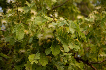 White Silk Tree, Albizia julibrissin, Alba