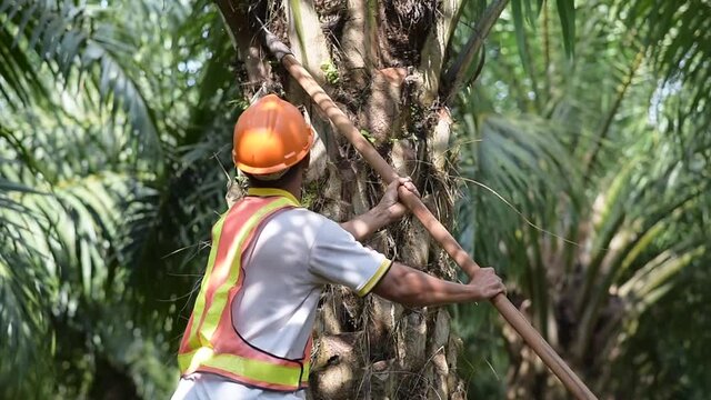 Senior traditional asian palm oil farmer pruning palm oil fronds and harvesting palm oil fruit with cutting tool