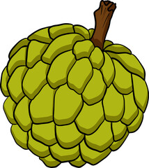 Vector hand drawn set of cherimoya. Sugar apple colored illustration. Delicious tropical vegetarian objects. Use for restaurant, menu, smoothie bowl, market, store, party decoration, meal.