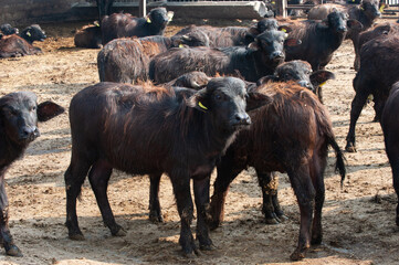 newborn buffaloes in a buffalo farm in Campania Italy