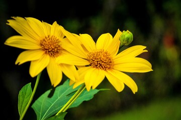 Grace of a Sunflower 
