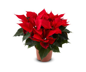 red flower in pot isolated​ on​ white​ background​ with​clipping ​path​