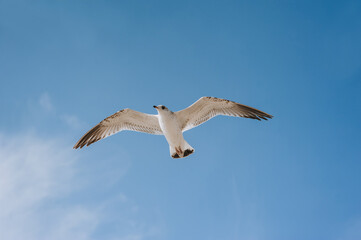 Fototapeta na wymiar A large, beautiful white seagull flies against the blue sky, soaring above the clouds and the ocean, spreading its long wings. Summer bird photography.