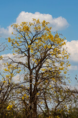 Golden Trumpet tree or Tabebuia chrysantha, guayacan, yellow flower