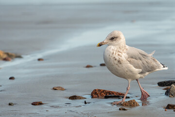 A young european herring gull standing on the beach