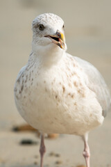 A young european herring gull standing on the beach