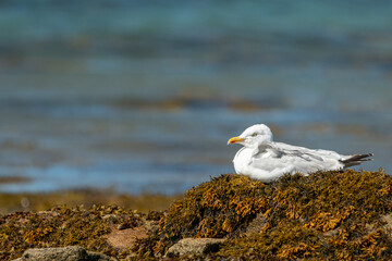 A european herring gull resting on the beach