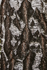 Tree bark texture