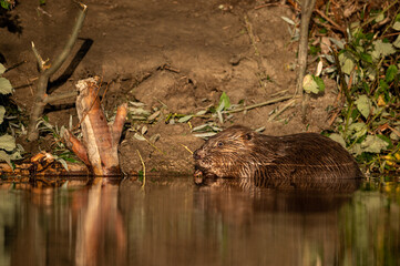 A beaver eating on a sunny morning in summer