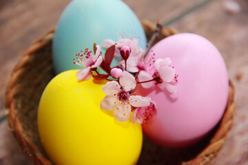 colorful easter eggs and branches of pink cherry sakura
