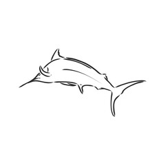 Hand Drawn Marlin fish jump marlin, vector sketch on a white background
