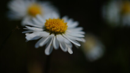 Gänseblümchen mit Bokeh