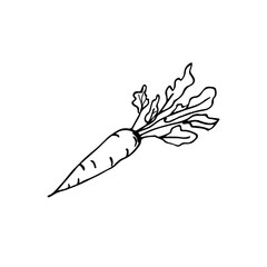 Hand drawing carrot black white with foliage on a white background isolated. Carrot harvest