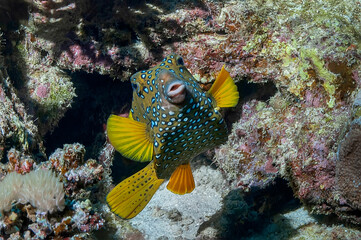 Naklejka na ściany i meble Spotted yellow boxfish (Ostracion Cubicus). Underwater photography.