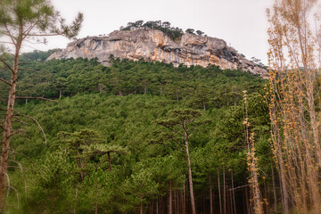 Fototapeta na wymiar landscape forest with rocks and pine trees