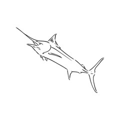 Hand Drawn Marlin fish jump marlin, vector sketch on a white background