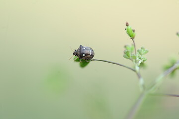 ladybug on a leaf