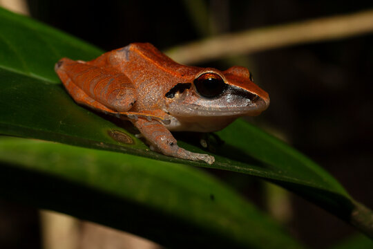 Pristimantis Images Browse 67 Stock Photos, Vectors, and Video