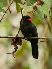 Black fronted nunbird 