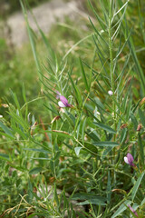 Vicia bithynica 